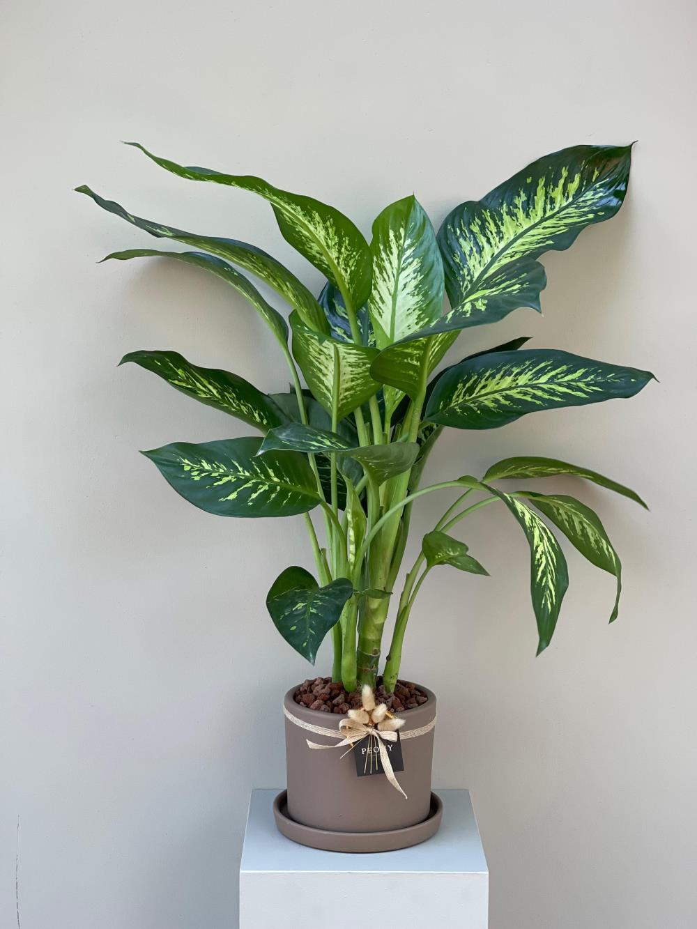 Difenbahya (Dieffenbachia Seguine)